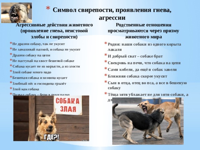 Фразеологизмы со словом собака