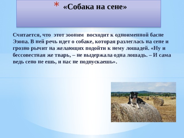 «Собака на сене» Считается, что этот зооним восходит к одноименной басне Эзопа. В ней речь идет о собаке, которая разлеглась на сене и грозно рычит на желающих подойти к нему лошадей. «Ну и бессовестная же тварь, – не выдержала одна лошадь. – И сама ведь сено не ешь, и нас не подпускаешь». 