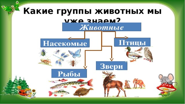 Какие группы животных мы уже знаем? 