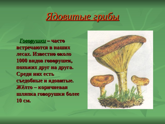 Ядовитые грибы  Говорушки  – часто встречаются в наших лесах. Известно около 1000 видов говорушек, похожих друг на друга. Среди них есть съедобные и ядовитые. Жёлто – коричневая шляпка говорушки более 10 см.  