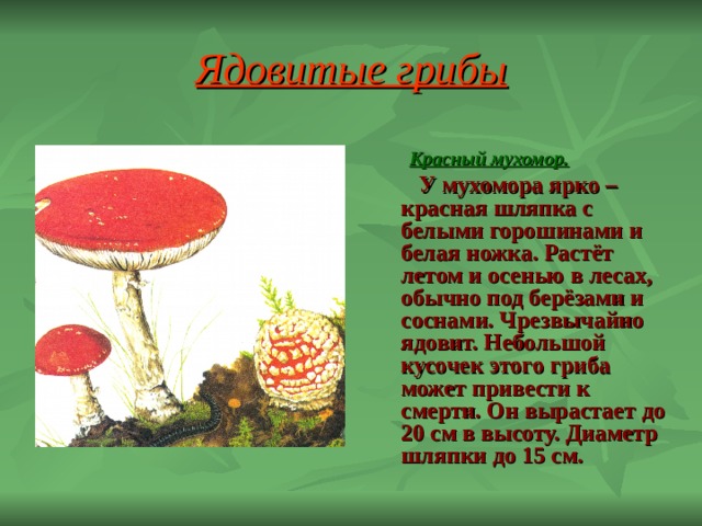 Ядовитые грибы  Красный мухомор.   У мухомора ярко – красная шляпка с белыми горошинами и белая ножка. Растёт летом и осенью в лесах, обычно под берёзами и соснами. Чрезвычайно ядовит. Небольшой кусочек этого гриба может привести к смерти. Он вырастает до 20 см в высоту. Диаметр шляпки до 15 см.  