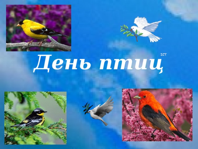    День птиц 