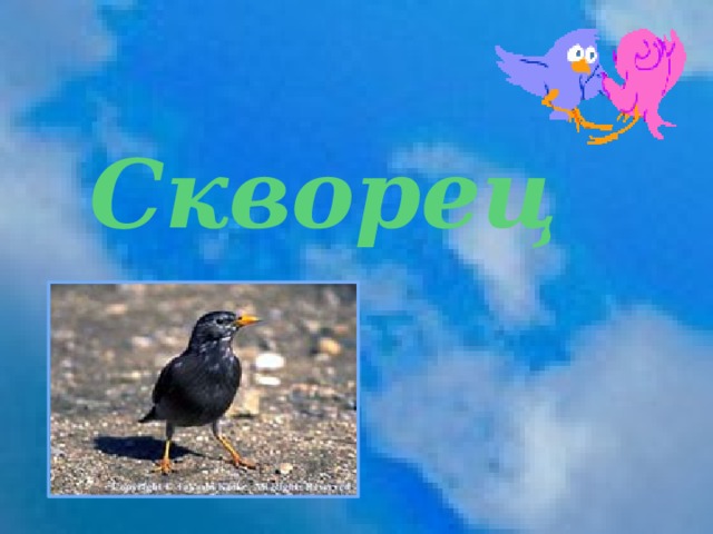   Скворец 