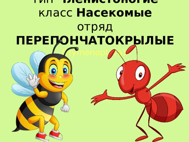 тип Членистоногие  класс Насекомые  отряд ПЕРЕПОНЧАТОКРЫЛЫЕ (Hymenoptera). 