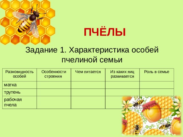 ПЧЁЛЫ Задание 1. Характеристика особей пчелиной семьи Разновидность особей матка Особенности строения трутень Чем питается рабочая пчела Из каких яиц развивается Роль в семье 
