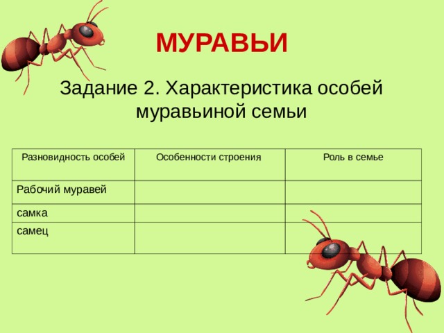 МУРАВЬИ Задание 2. Характеристика особей муравьиной семьи Разновидность особей Рабочий муравей Особенности строения Роль в семье самка самец 