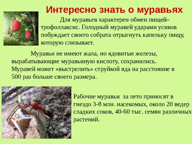 Интересно знать о муравьях     Для муравьев характерен обмен пищей– трофоллаксис. Голодный муравей ударами усиков побуждает своего собрата отрыгнуть капельку пищу, которую слизывает.  Муравьи не имеют жала, но ядовитые железы, вырабатывающие муравьиную кислоту, сохранились. Муравей может «выстрелить» струйкой яда на расстояние в 500 раз больше своего размера.   Рабочие муравьи за лето приносят в гнездо 3-8 млн. насекомых, около 20 ведер сладких соков, 40-60 тыс. семян различных растений.   