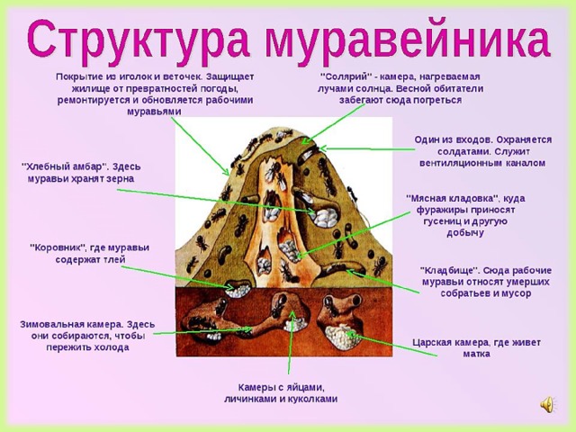 Проект муравейник для дошкольников