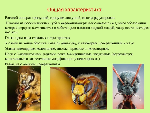Общая характеристика : Ротовой аппарат грызущий, грызуще-лижущий, иногда редуцирован.  Нижние челюсти и нижняя губа у перепончатокрылых сливаются в единое образование, которое нередко вытягивается в хоботок для питания жидкой пищей, чаще всего нектаром цветков. Глаза: одна пара сложных и три простых У самок на конце брюшка имеется яйцеклад, у некоторых превращенный в жало Усики нитевидные, коленчатые, иногда перистые и четковидные. Ноги с 5-члениковыми лапками, реже 3-4-члениковые, ходильные (встречаются копательные и хватательные модификации у некоторых ос) Развитие с полным превращением 