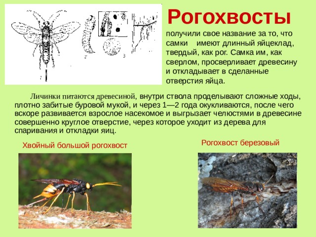 Рогохвосты получили свое название за то, что самки имеют длинный яйцеклад, твердый, как рог. Самка им, как сверлом, просверливает древесину и откладывает в сделанные отверстия яйца.  Личинки питаются древесиной, внутри ствола проделывают сложные ходы, плотно забитые буровой мукой, и через 1—2 года окукливаются, после чего вскоре развивается взрослое насекомое и выгрызает челюстями в древесине совершенно круглое отверстие, через которое уходит из дерева для спаривания и откладки яиц. Рогохвост березовый Хвойный большой рогохвост 