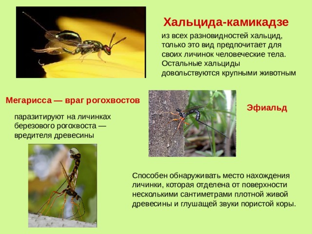 Хальцида-камикадзе из всех разновидностей хальцид, только это вид предпочитает для своих личинок человеческие тела. Остальные хальциды довольствуются крупными животным Мегарисса — враг рогохвостов Эфиальд паразитируют на личинках березового рогохвоста — вредителя древесины Способен обнаруживать место нахождения личинки, которая отделена от поверхности несколькими сантиметрами плотной живой древесины и глушащей звуки пористой коры. 