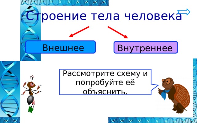 Какое из приведенных ниже описаний соответствует структуре тела человека обозначенной на рисунке а