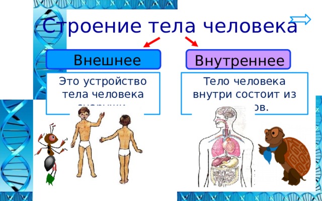 2 класс тех карта строение тела человека