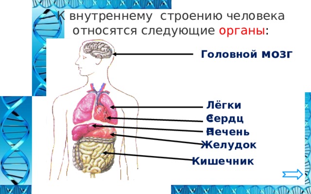 Рассмотри изображение тела человека