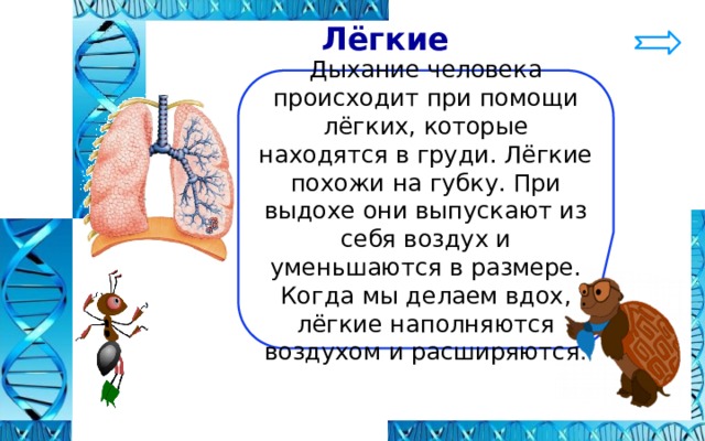 Похожий легкое. На что похожи легкие человека. Дыхание осуществляется только при помощи лёгких животное. Дыхание человека происходит с помощью легкие которые находятся. На что похожи легкие человека 2 класс окружающий.