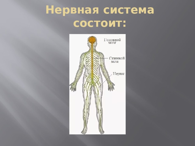 Презентация строение нервной системы