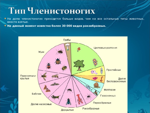 Класс ракообразные презентация