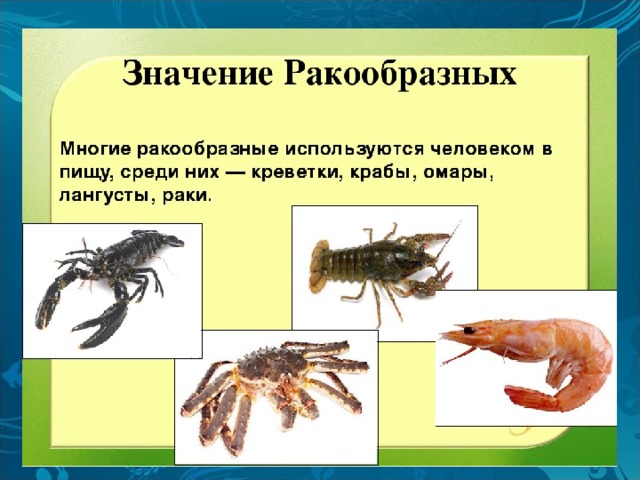 Значение в природе и жизни человека ракообразных. Разнообразие ракообразных. Ракообразные презентация. Ракообразные животные названия. Класс ракообразные разнообразие.