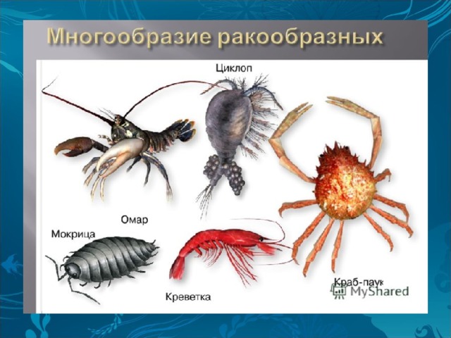 Класс ракообразные презентация