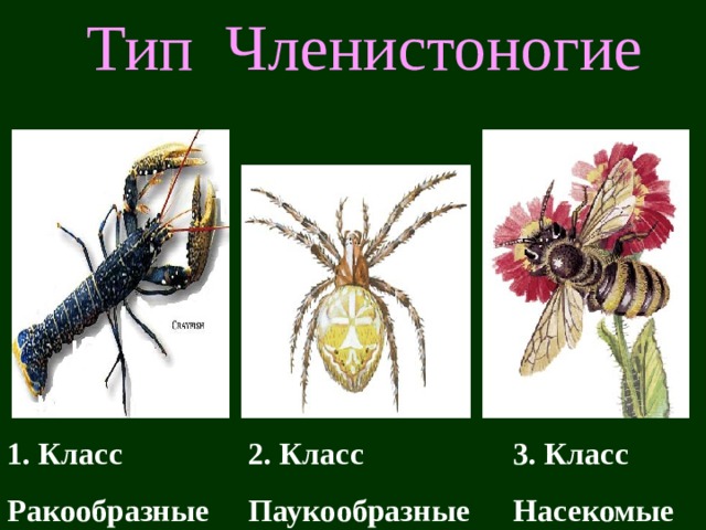 Тип Членистоногие 1. Класс Ракообразные 2. Класс Паукообразные 3. Класс Насекомые 