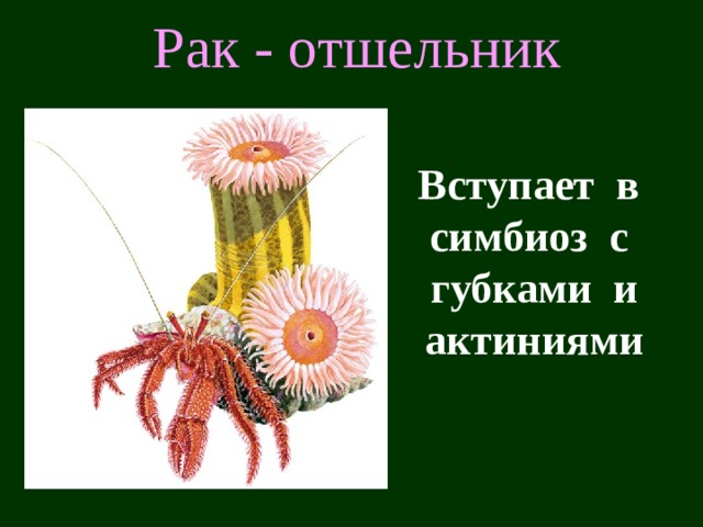 Рак - отшельник Вступает в симбиоз с губками и актиниями  Науке известно около 400 видов раков-отшельников  