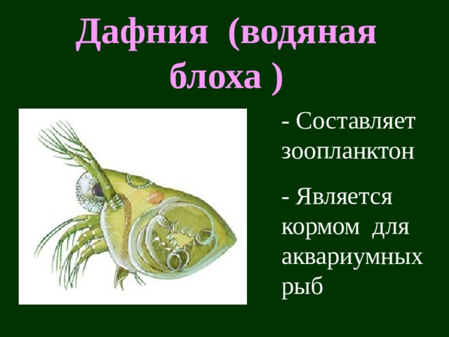 Дафния (водяная блоха ) - Составляет зоопланктон - Является кормом для аквариумных рыб Тело дафнии заключено в двустворчатую раковину, из которой торчат наружу только голова и усики. Поэтому относятся к группе ветвистоусых ракообрахных .  