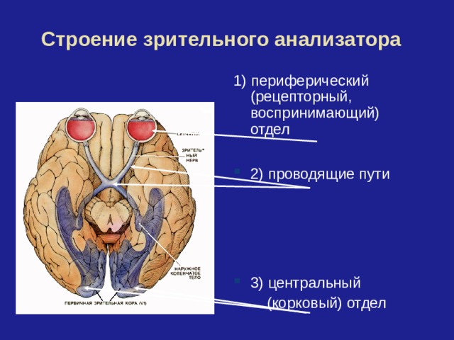 Строение зрительного анализатора 1) периферический (рецепторный, воспринимающий) отдел 2) проводящие пути 3) центральный  (корковый) отдел 