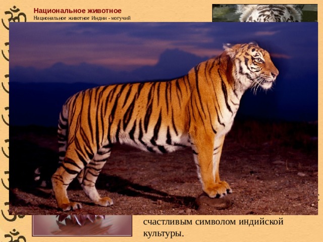 Национальное животное Национальное животное Индии - могучий тигр, panthera tigris (Linnaeus). У него густой рыжий мех с темными полосами. Сочетание грации, ловкости и огромной мощи сделали тигра национальной гордостью Индии. Королевский бенгальский тигр - один из восьми известных видов тигров, встречается по всей стране, кроме северо-западных регионов, и в соседних странах - Непале, Бутане и Бангалдеше. Для того, чтобы контролировать численность тигров, которых становится все меньше и меньше, в апреле 1973 года был организован проект 