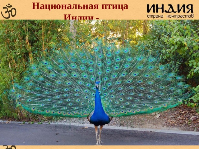 Национальная птица  Индии - индийский павлин, pavo cristatus (Linnaeus). Самцы имеют более яркую окраску. Их грудь и шея покрыты блестящими синими перьями, а великолепный хвост состоит из длинных бронзово-зеленых перьев, которых насчитывается около 200. Самки рыжеватого цвета, немного меньше самцов по размеру и не имеют такого пышного хвоста. Сложный любовный танец павлинов, когда самцы раскрывают хвост и чистят перья, представляет собой великолепное зрелище. Павлин встречается по всему индийскому субконтиненту: к югу и востоку от реки Инд, в Джамму и Кашмире, восточном Ассаме, южном Мизораме и на всей территории полуострова. Люди оберегают павлинов, руководствуясь религиозными и сентиментальными побуждениями. Павлин охраняется 