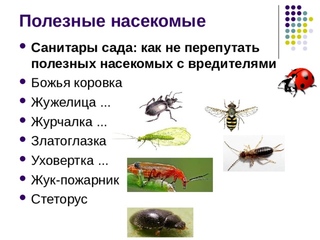 Полезные насекомые Санитары сада: как не перепутать полезных насекомых с вредителями Божья коровка Жужелица ... Журчалка ... Златоглазка ... Уховертка ... Жук-пожарник Стеторус 