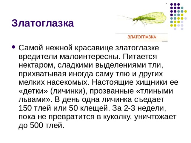 Златоглазка Самой нежной красавице златоглазке вредители малоинтересны. Питается нектаром, сладкими выделениями тли, прихватывая иногда саму тлю и других мелких насекомых. Настоящие хищники ее «детки» (личинки), прозванные «тлиными львами». В день одна личинка съедает 150 тлей или 50 клещей. За 2-3 недели, пока не превратится в куколку, уничтожает до 500 тлей.  