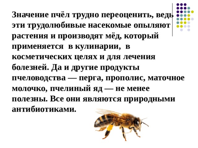 Значение пчёл трудно переоценить, ведь эти трудолюбивые насекомые опыляют растения и производят мёд, который применяется в кулинарии, в косметических целях и для лечения болезней. Да и другие продукты пчеловодства — перга, прополис, маточное молочко, пчелиный яд — не менее полезны. Все они являются природными антибиотиками.   