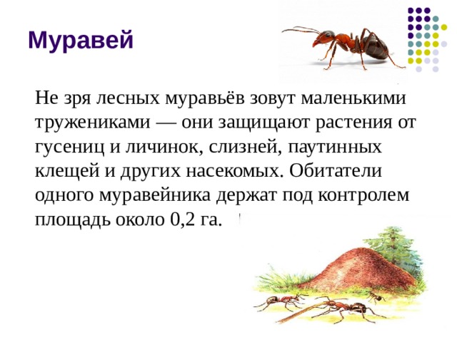 Муравей Не зря лесных муравьёв зовут маленькими тружениками — они защищают растения от гусениц и личинок, слизней, паутинных клещей и других насекомых. Обитатели одного муравейника держат под контролем площадь около 0,2 га. 