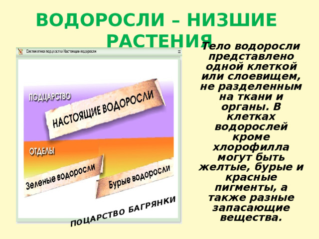 ПОЦАРСТВО БАГРЯНКИ ВОДОРОСЛИ – НИЗШИЕ РАСТЕНИЯ  Тело водоросли представлено одной клеткой или слоевищем, не разделенным на ткани и органы. В клетках водорослей кроме хлорофилла могут быть желтые, бурые и красные пигменты, а также разные запасающие вещества. 