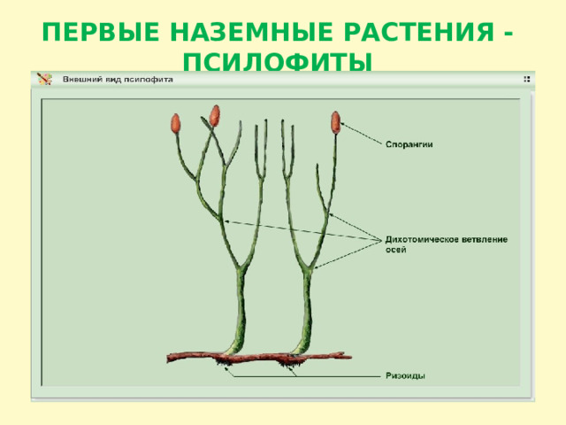 ПЕРВЫЕ НАЗЕМНЫЕ РАСТЕНИЯ - ПСИЛОФИТЫ 