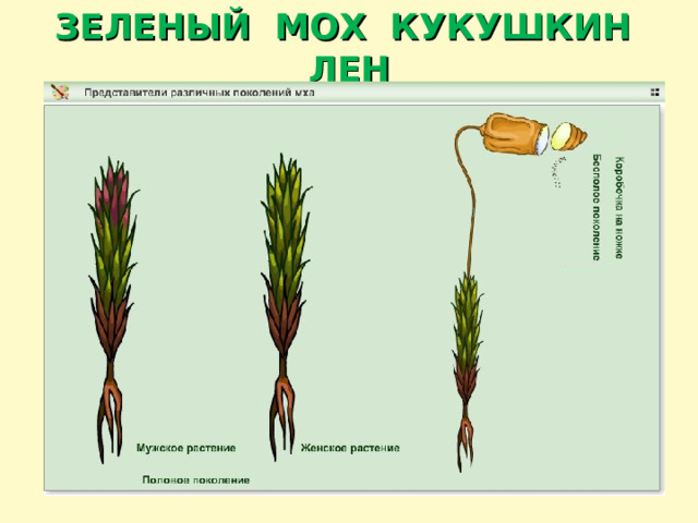 ЗЕЛЕНЫЙ МОХ КУКУШКИН ЛЕН 