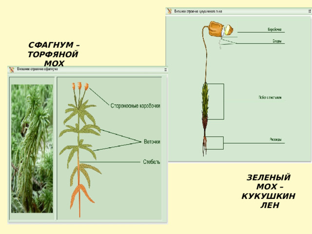   СФАГНУМ – ТОРФЯНОЙ МОХ ЗЕЛЕНЫЙ МОХ – КУКУШКИН ЛЕН 