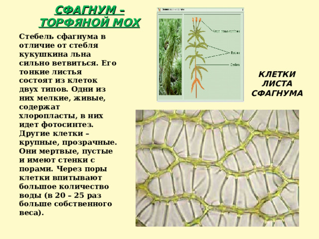 СФАГНУМ – ТОРФЯНОЙ МОХ Стебель сфагнума в отличие от стебля кукушкина льна сильно ветвиться. Его тонкие листья состоят из клеток двух типов. Одни из них мелкие, живые, содержат хлоропласты, в них идет фотосинтез. Другие клетки – крупные, прозрачные. Они мертвые, пустые и имеют стенки с порами. Через поры клетки впитывают большое количество воды (в 20 – 25 раз больше собственного веса). КЛЕТКИ ЛИСТА СФАГНУМА 