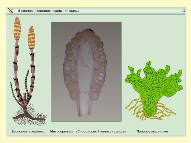 Споры хвоща фото под микроскопом