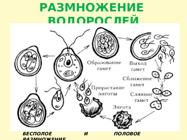 РАЗМНОЖЕНИЕ ВОДОРОСЛЕЙ БЕСПОЛОЕ И ПОЛОВОЕ РАЗМНОЖЕНИЕ 