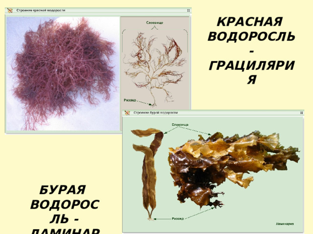 КРАСНАЯ ВОДОРОСЛЬ - ГРАЦИЛЯРИЯ БУРАЯ ВОДОРОСЛЬ - ЛАМИНАРИЯ 