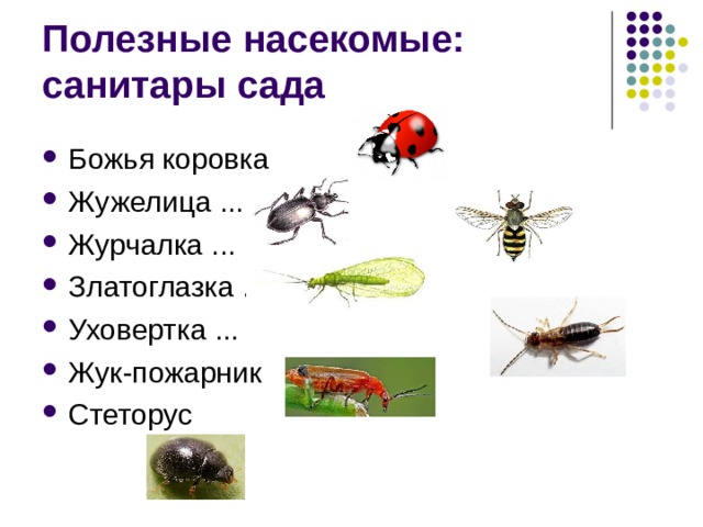 Насекомые санитары. Полезные и вредные насекомые. Полезные насекомые в доме. Божья коровка жужелица златоглазка.