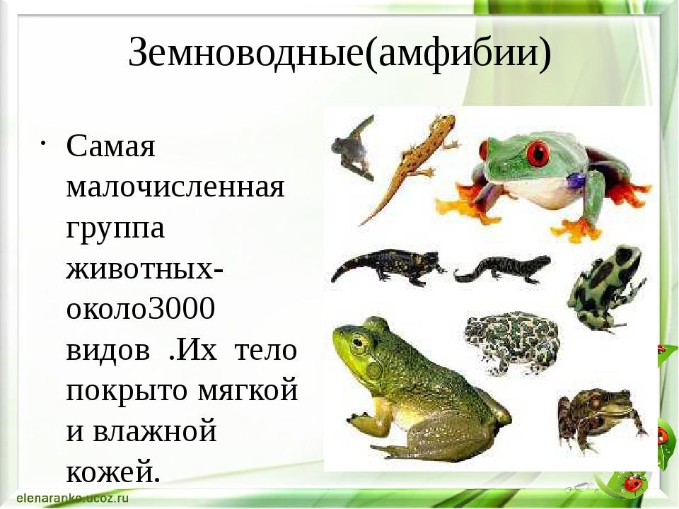 К классу рептилий относятся. Земноводные список 3 класс. Примеры земноводных животных. Группа животных земноводные. Название представителей земноводных.