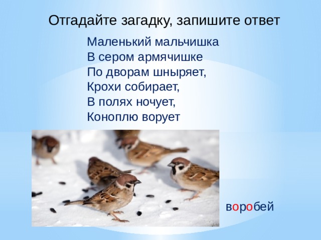 Отгадайте загадку, запишите ответ Маленький мальчишка В сером армячишке По дворам шныряет, Крохи собирает, В полях ночует, Коноплю ворует в о р о бей 