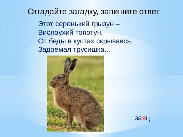 Отгадайте загадку, запишите ответ Этот серенький грызун – Вислоухий топотун. От беды в кустах скрываясь, Задремал трусишка... за я ц 