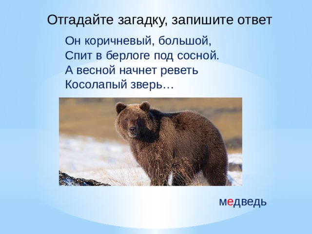 Отгадайте загадку, запишите ответ Он коричневый, большой, Спит в берлоге под сосной. А весной начнет реветь Косолапый зверь… м е дведь 