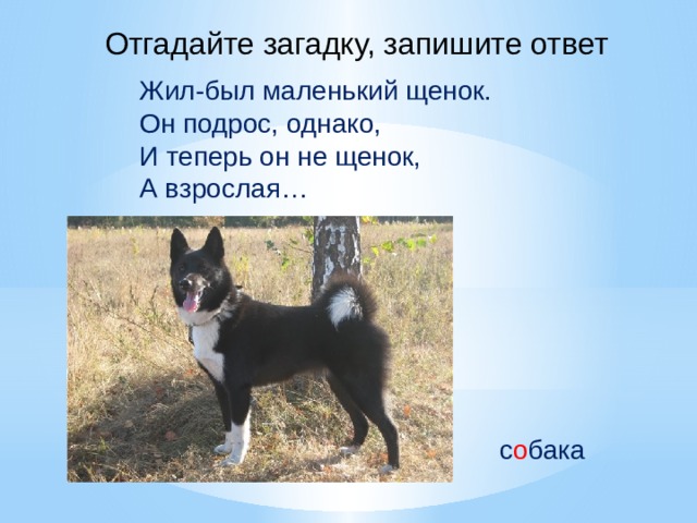 Отгадайте загадку, запишите ответ Жил-был маленький щенок. Он подрос, однако, И теперь он не щенок, А взрослая… с о бака 