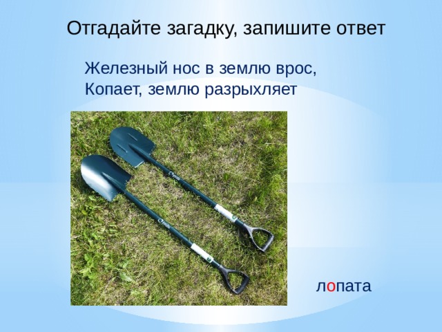 Отгадайте загадку, запишите ответ Железный нос в землю врос, Копает, землю разрыхляет л о пата 