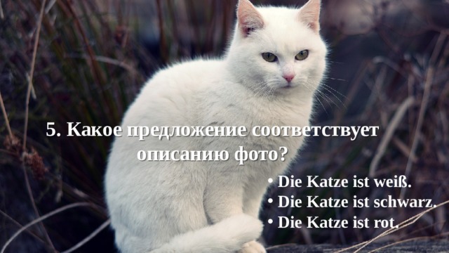 5. Какое предложение соответствует описанию фото? Die Katze ist weiß. Die Katze ist schwarz. Die Katze ist rot. 