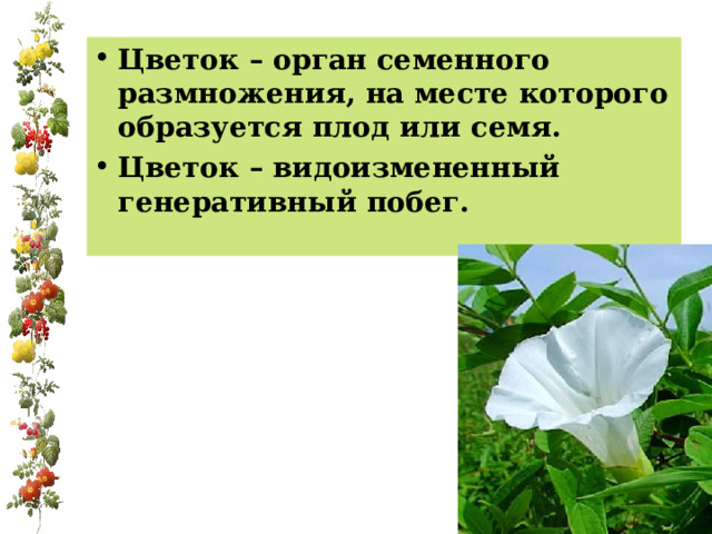 Цветок – орган семенного размножения, на месте которого образуется плод или семя. Цветок – видоизмененный генеративный побег. 